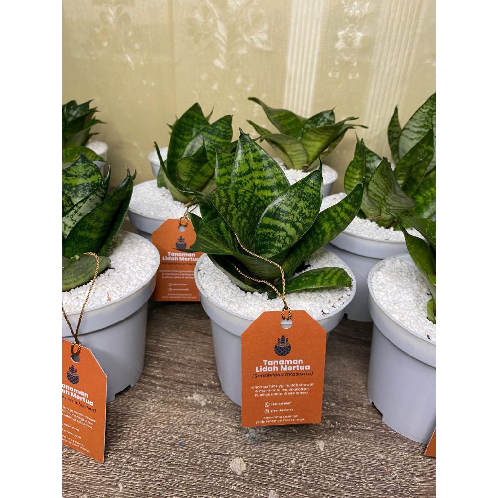 Tanaman Hias Pot Lidah Mertua Mini