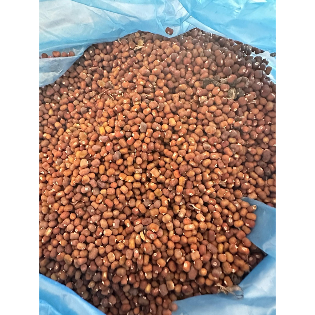 

Kacang PJ Pueraria Javanica