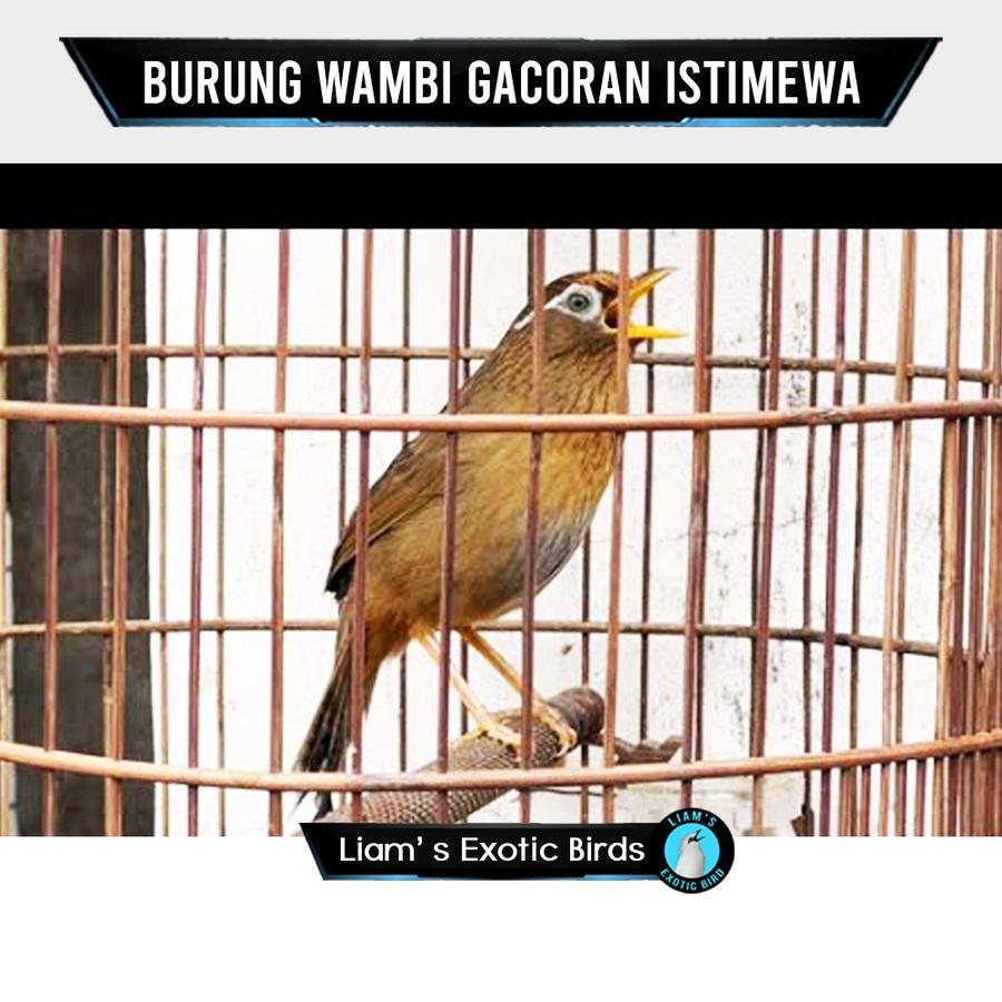 Wambi Hwamei Jantan Gacoran Fullset Istimewa Pilihan