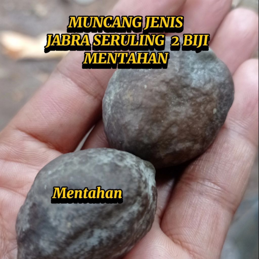 MUNCANG CANGKLONG JENIS JABRA