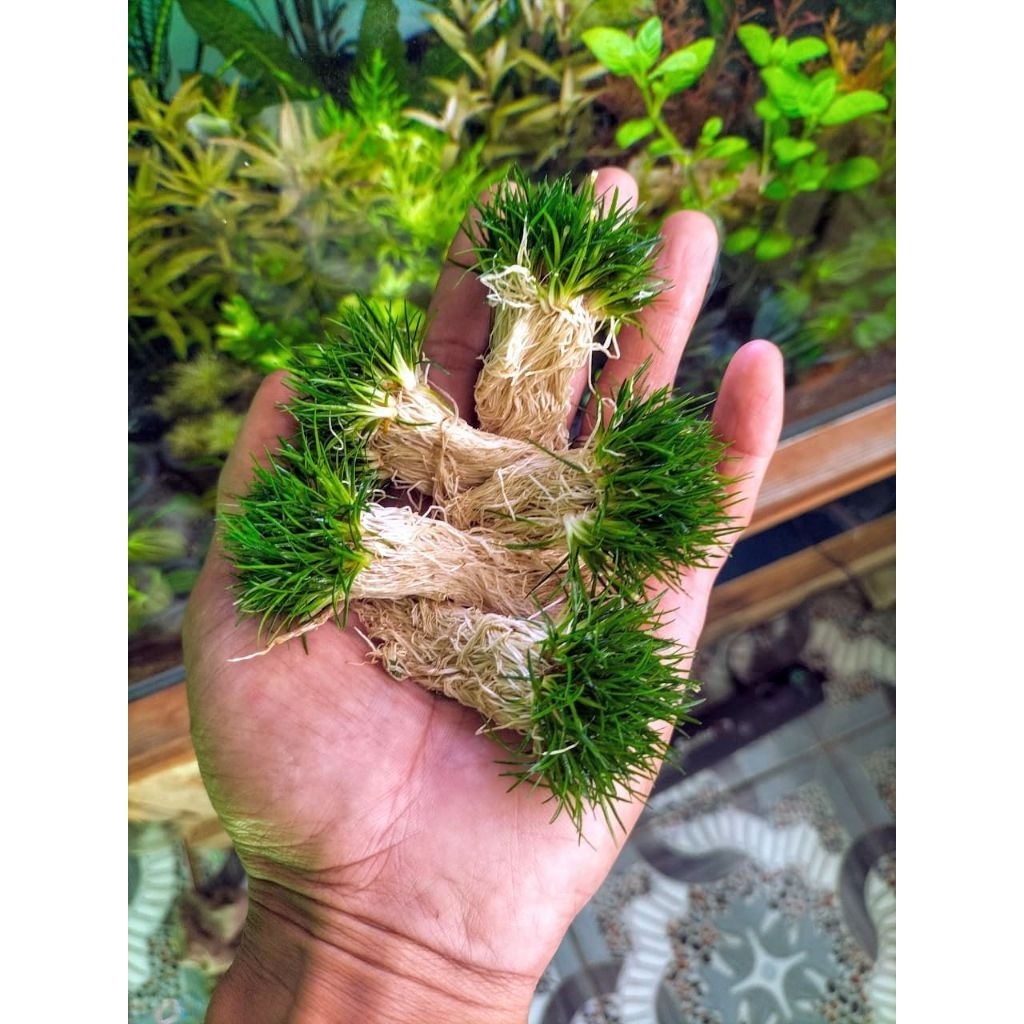 Eriocoulond Sp sulawesi