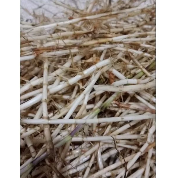 

akar alang-alang fress segar paket 1 kg