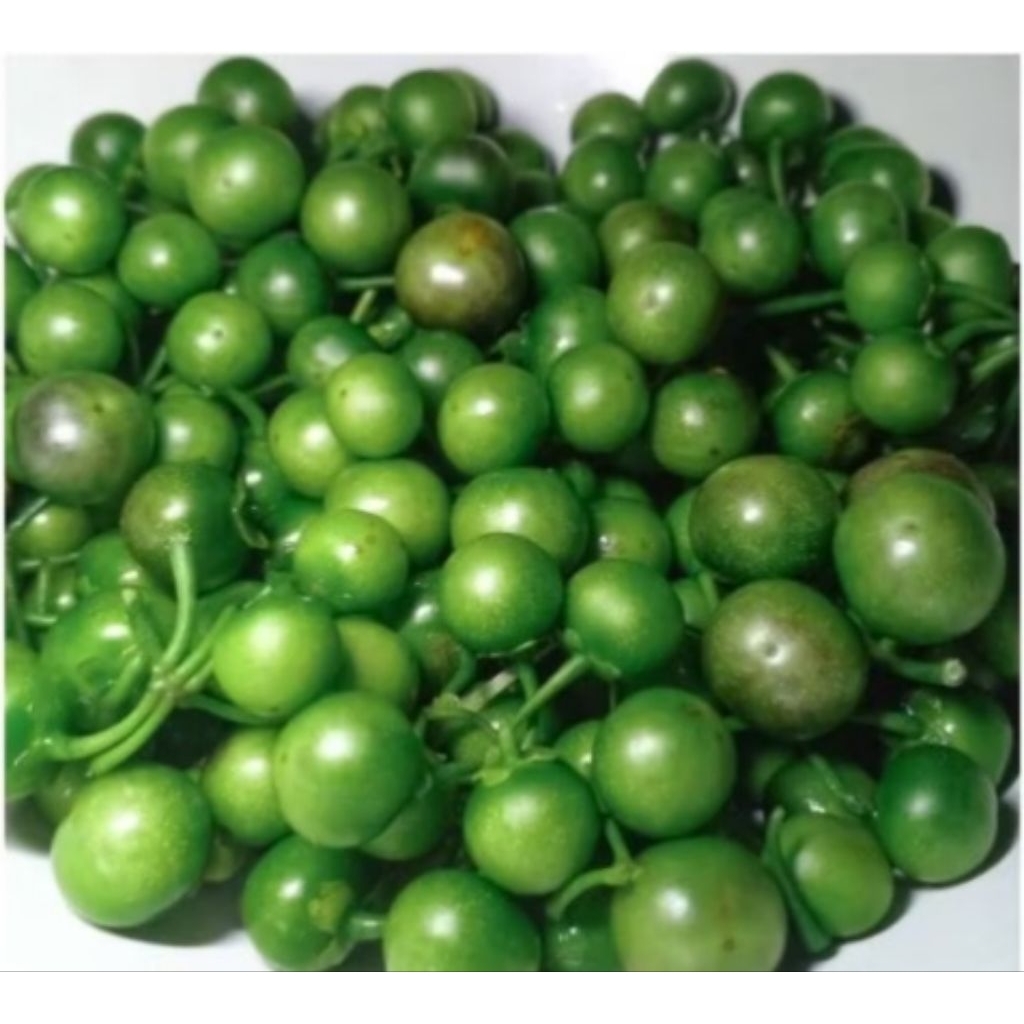 

leunca untuk karedok/lenca segar paket 350gram