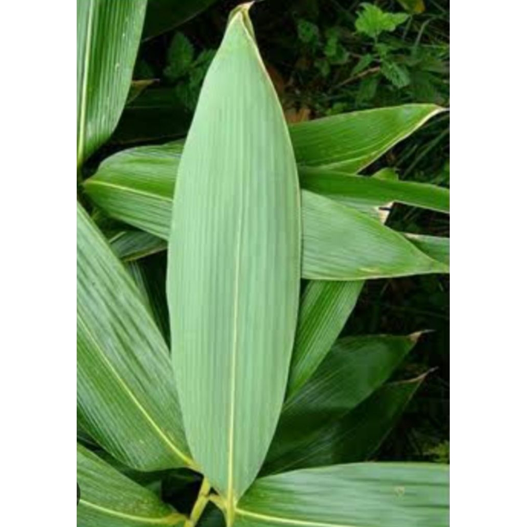 

bambu segar cocok buat bakcang