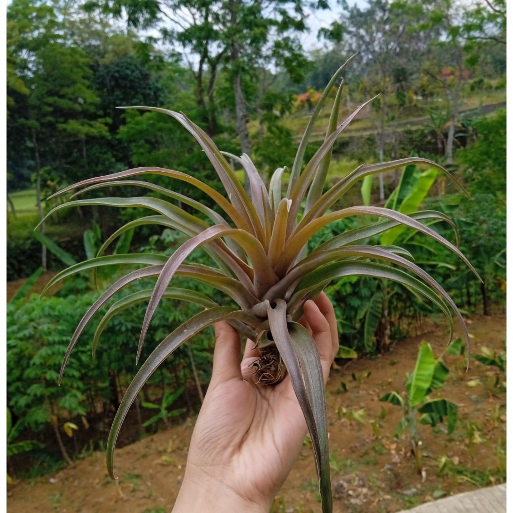 tanaman tillandsia capitata red
