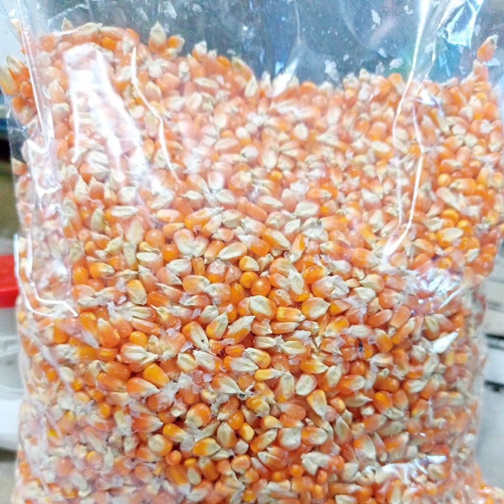 

Jagung Kecil Biji Timun Super 1Kg