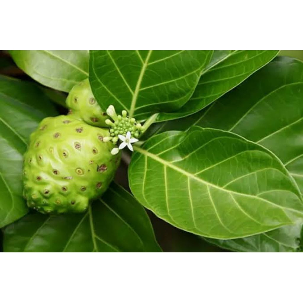 

Daun Mengkudu/Bentis Fresh Per Pack isi 15 Lembar