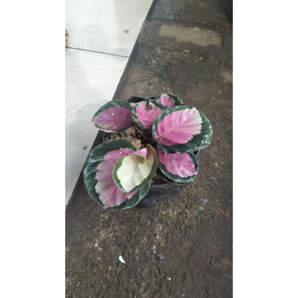 Tanaman hias calathea pink Rossy,