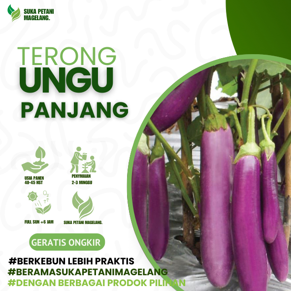 25 Biji - Benih TERONG UNGU PANJANG hibrida