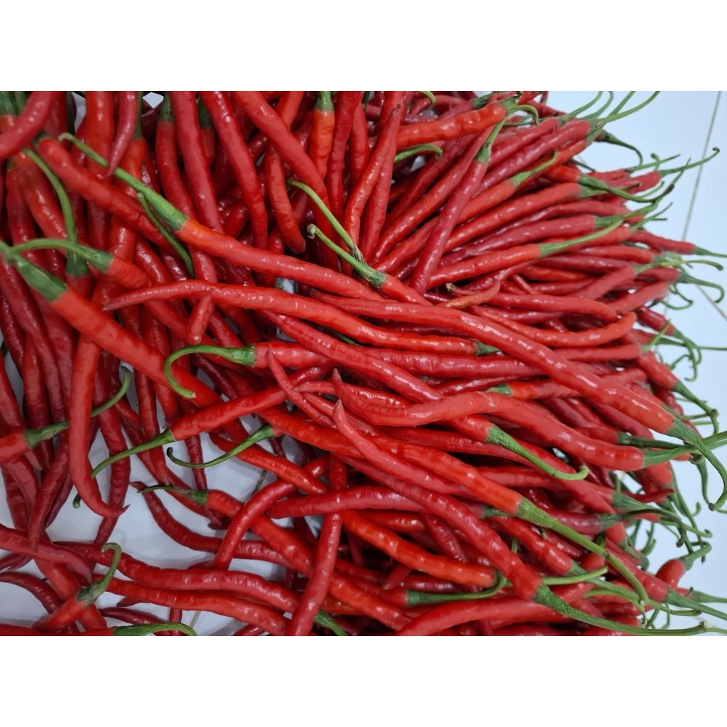 

Cabai Merah Keriting