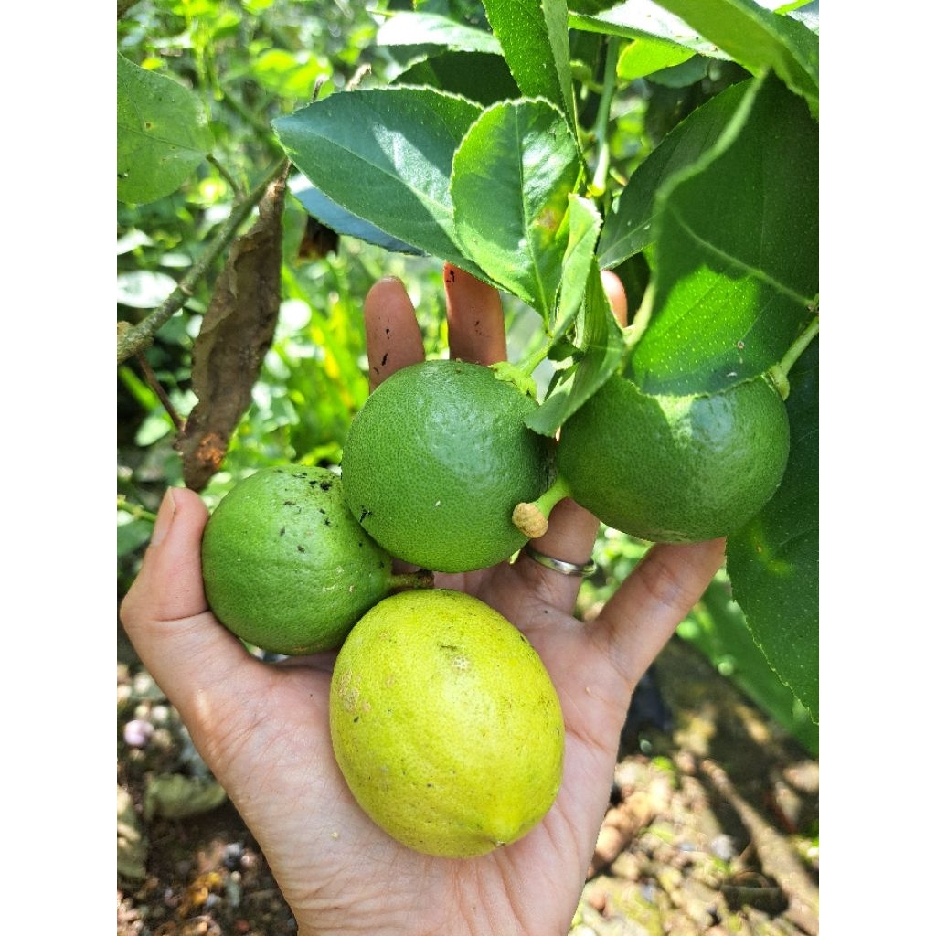 

Jeruk Nipis jeruk lemon kampung segar 250 gram