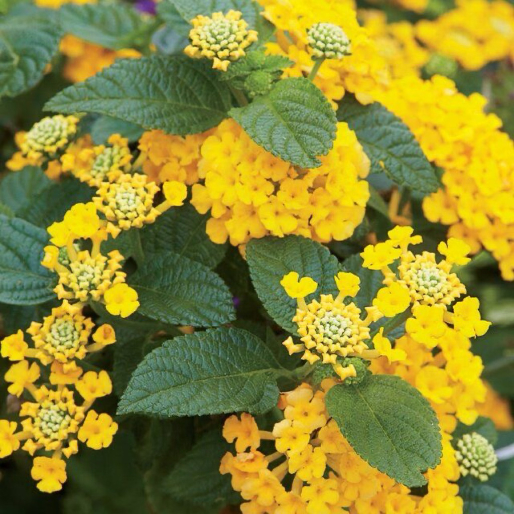 tanaman hias lantana bunga kuning - lamtana kuning - lantana - centre