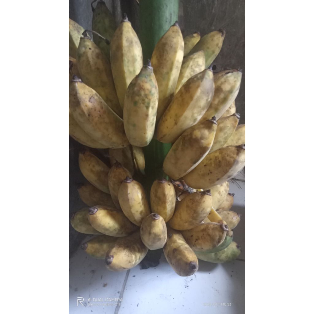 

pisang gemrot,,atau,,pisang,,jimluk,,ntto30012/5kg