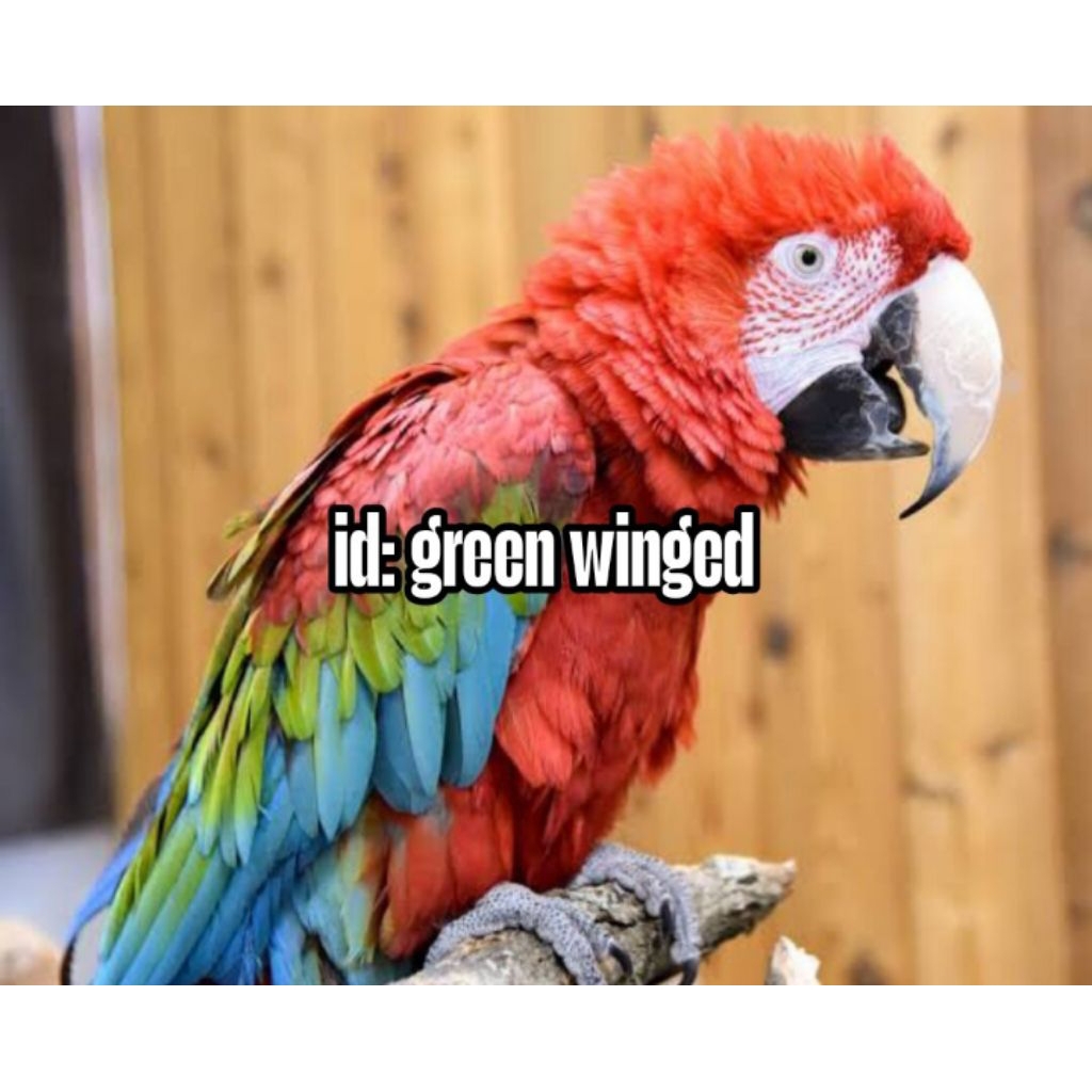 

Telur fertil siap tetas macaw min green winged 3 butir 100% menetas