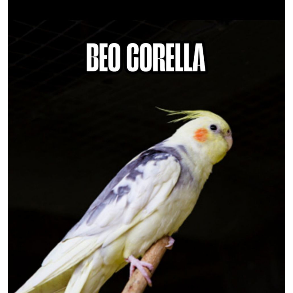 

Telur beo corella siap ditetaskan 100% fertil