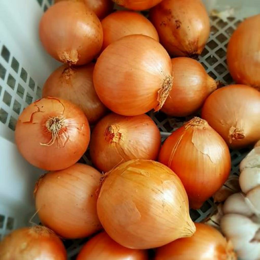 

bawang bombay 500 gr bumbu masakan bombay