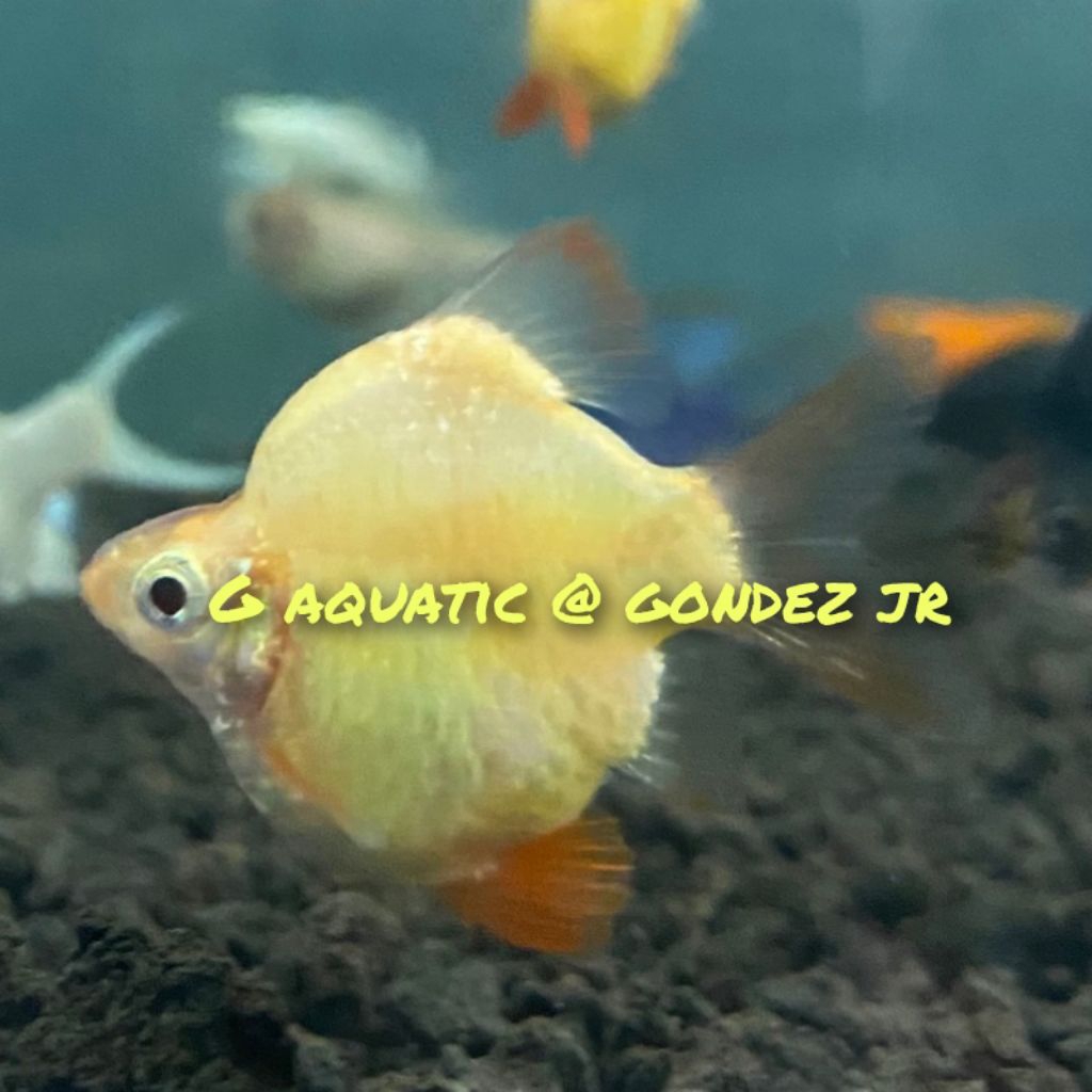 ikan sumatra albino balon size L