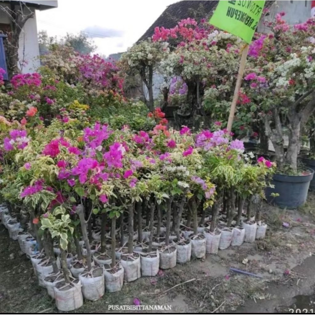 PROMO tanaman bibit bunga Bougenville 3 warna jumbo/besar bogenvil  bunga kertas var