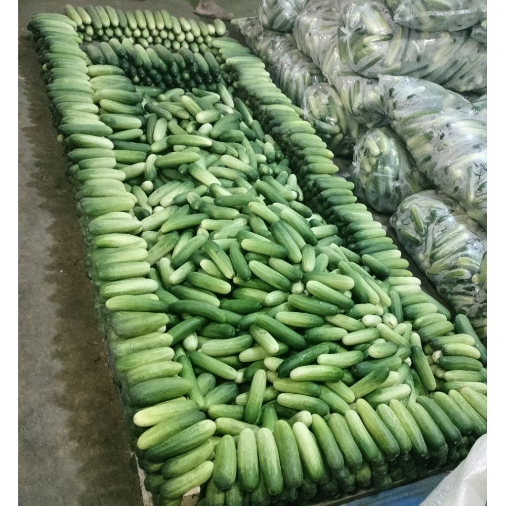

Timun segar 1KG