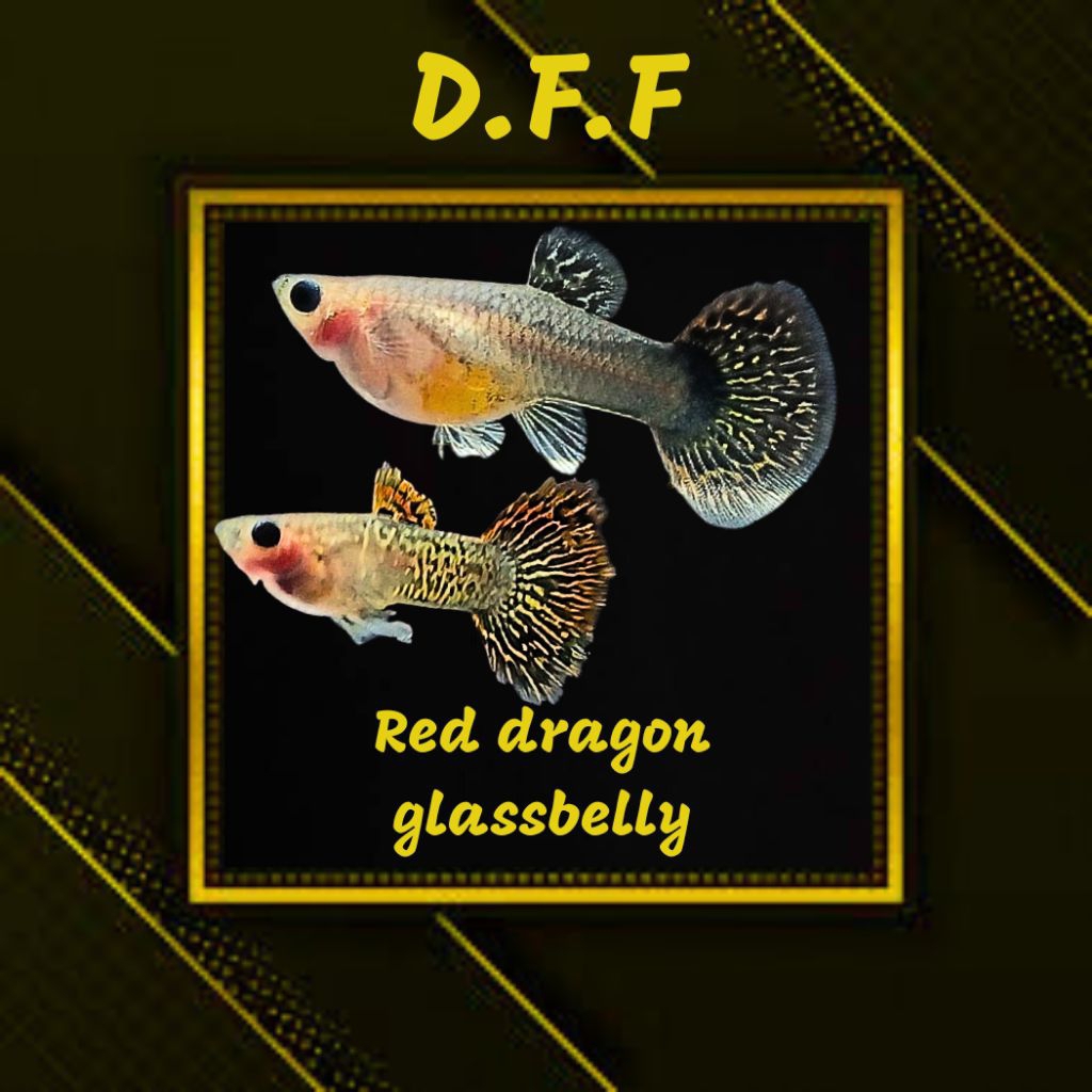 

BOX STEROFOAM - RED DRAG0N GLASSBELLY