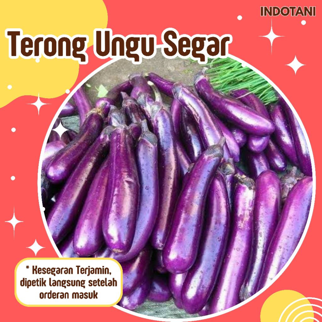 

INDOTANI_ Terong Ungu Segar