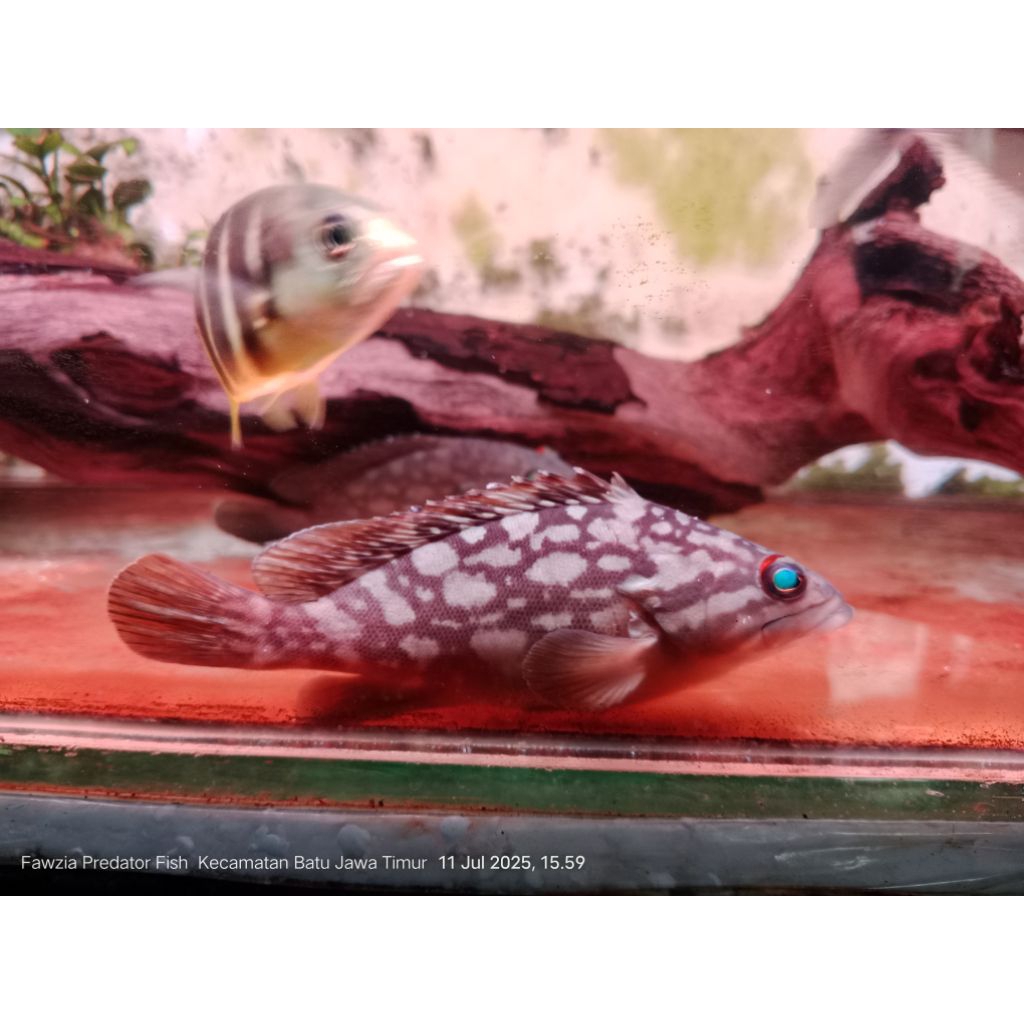 KERAPU CLOUDY full air tawar