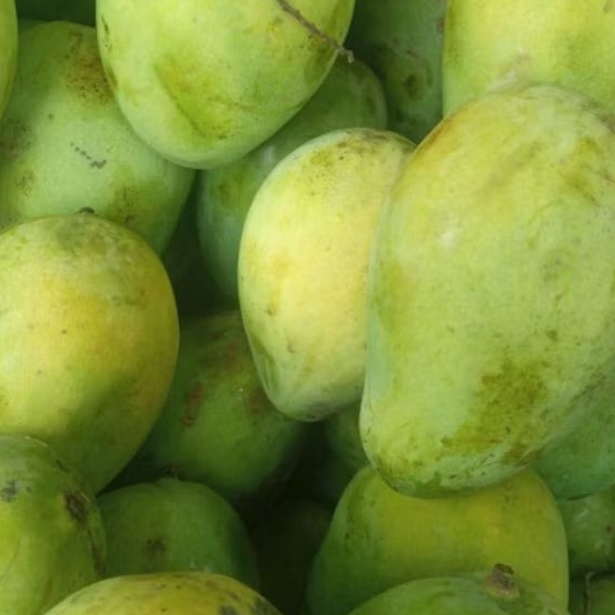 

Mangga Harumanis