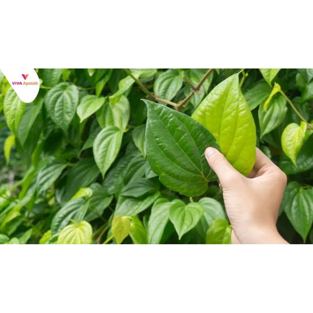 

25 lembar Daun sirih Fressh herbal segar