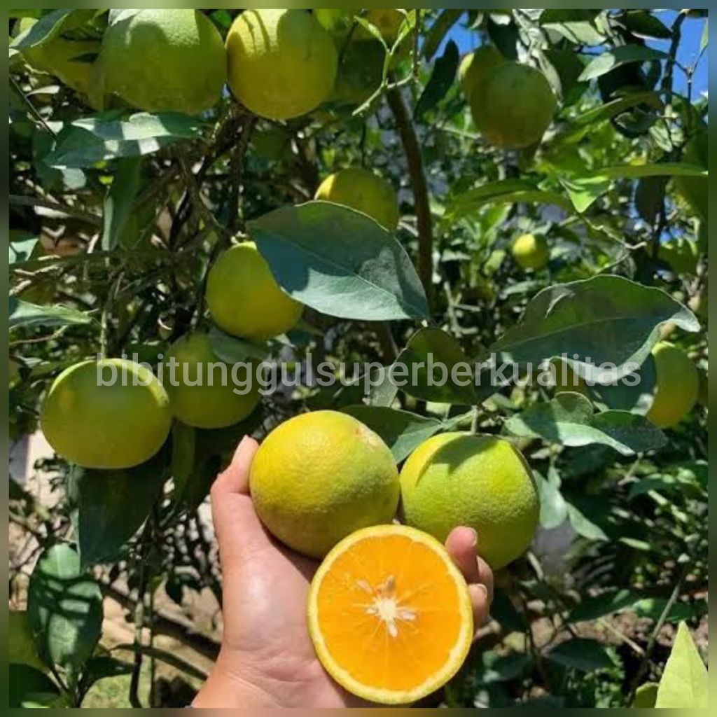bibit tanaman jeruk baby Java sankis nevel madu berbuah