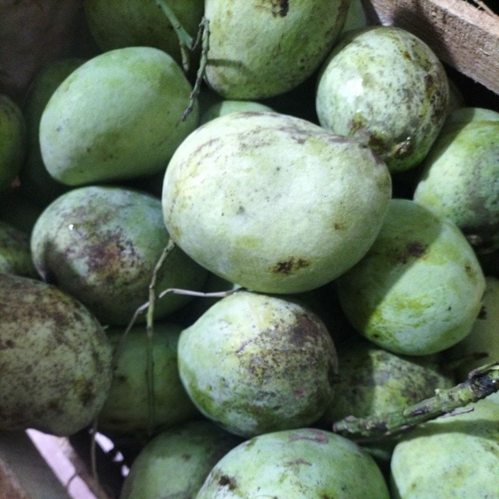 

Mangga Indramayu / kg