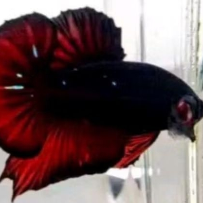 ikan cupang Avatar vampire