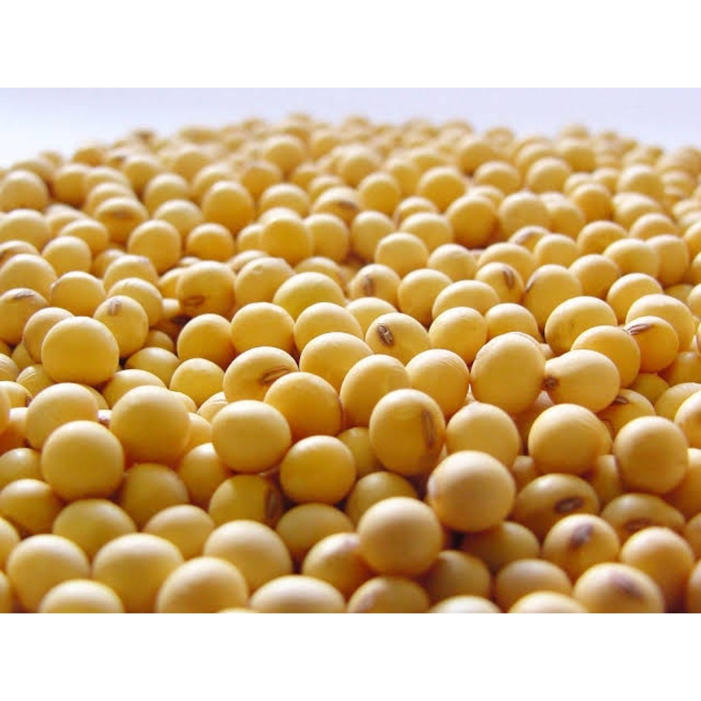 

Kacang kedelai 1kg harga grosir