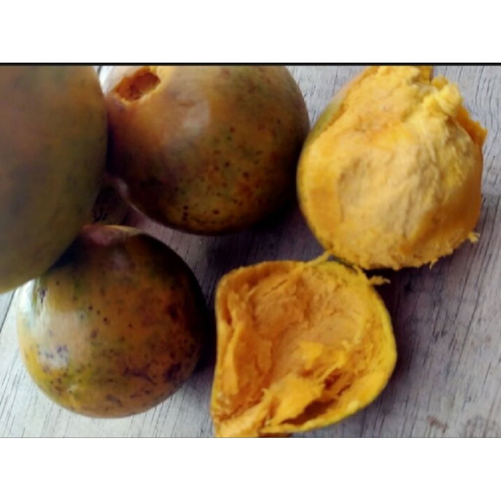 

Buah sawo mentega/buah campoleh segar 1kg