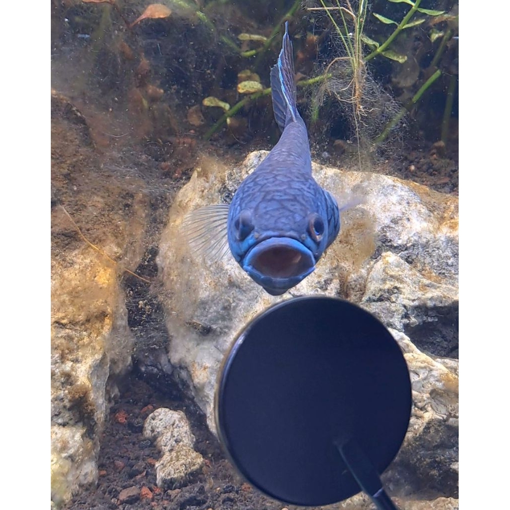 Wild betta antuta 10cm female