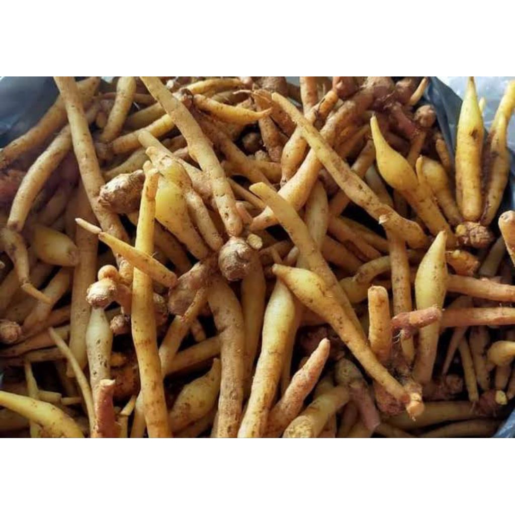 

temu kunci segar sudah bersih 1kg