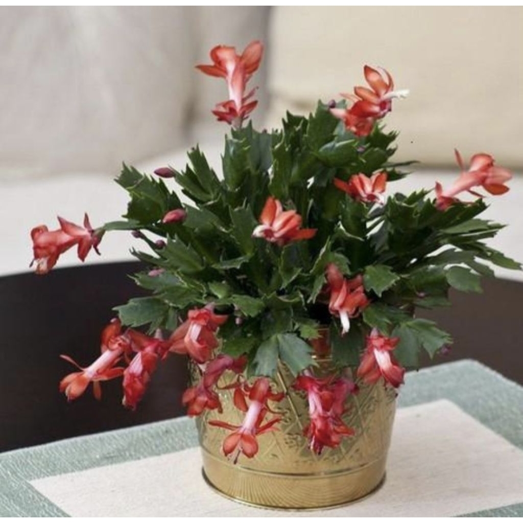 

Pohon Wijaya Kusuma Kepiting Bunga Merah Strip Putih / Wijaya Kepiting