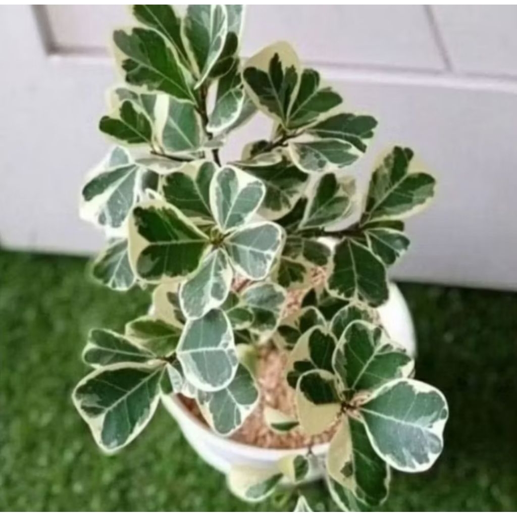 (NEW) Tanaman Hias Ficus Varigata Putih - Tanaman Ficus - Pohon Hias Ficus