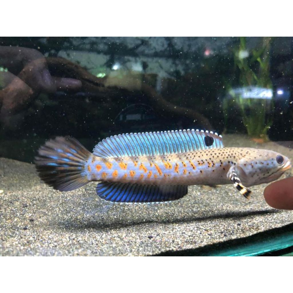 hiasan aquarium cana andrao