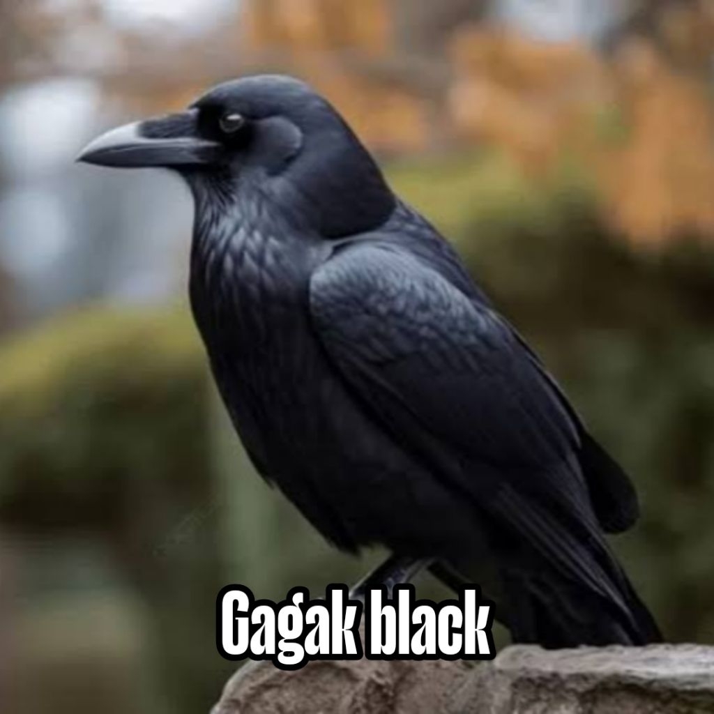 

Telur burung Gagak hitam fertil siap ditetaskan