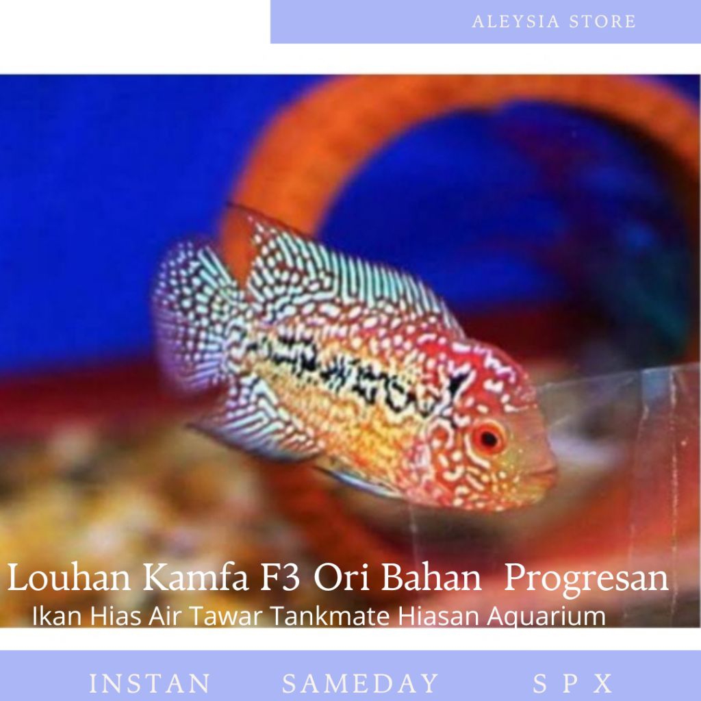 Louhan Kamfa F3 Ori Bahan Progresan 5-6Cm Hiasan Aquarium