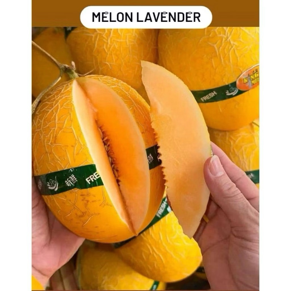 

Melon Jepang Lavender Import
