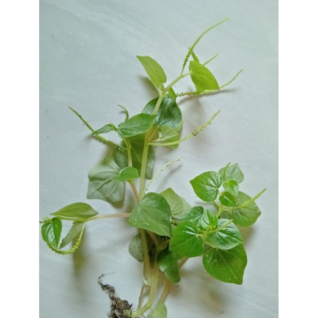 

daun sirih cina 250 gram