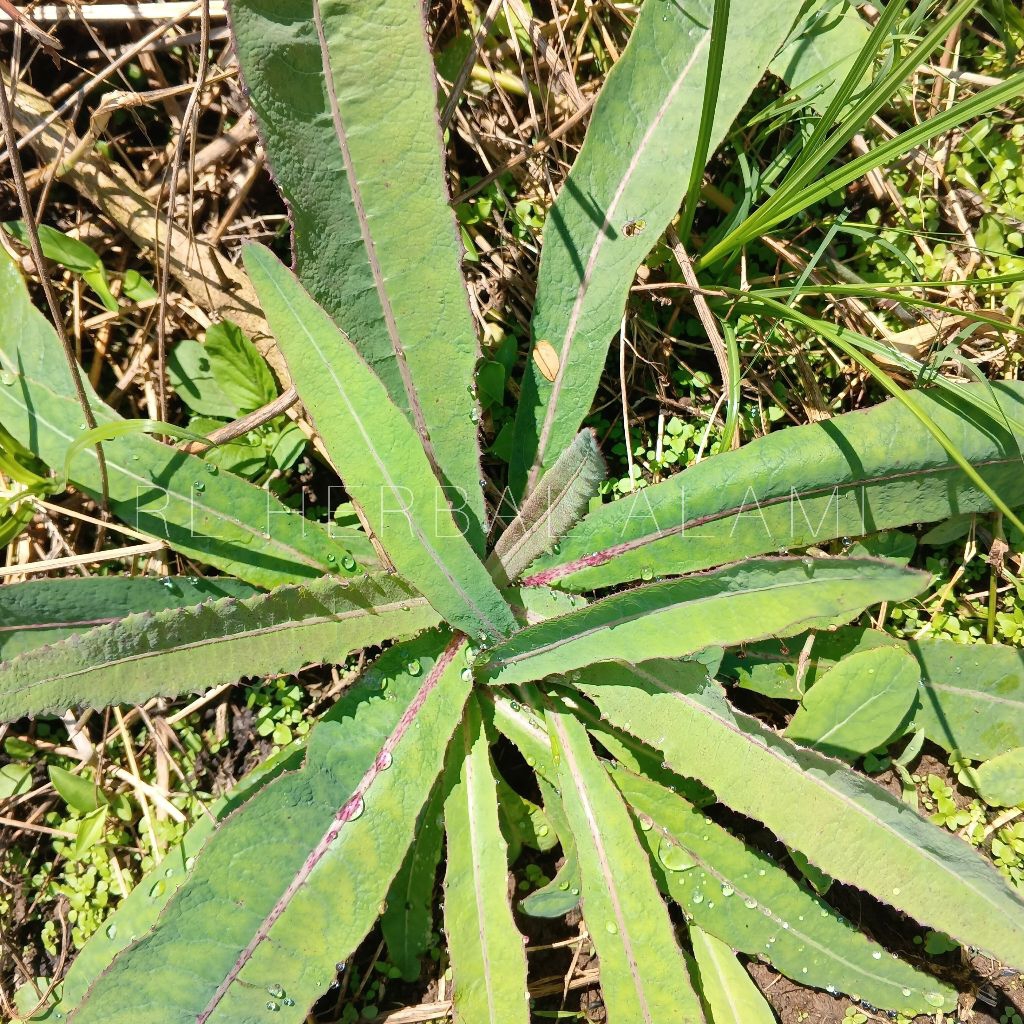 

daun TEMPUYUNG segar