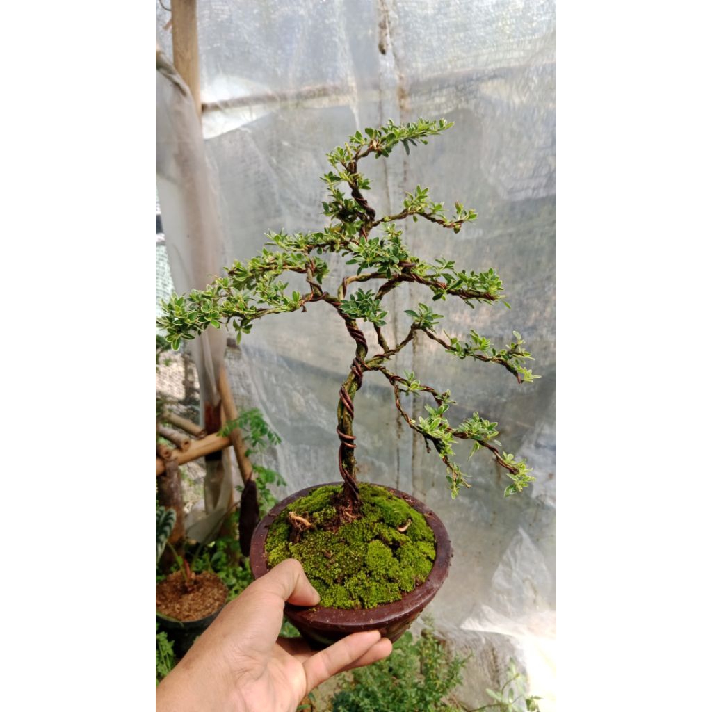 bonsai melati Jepang