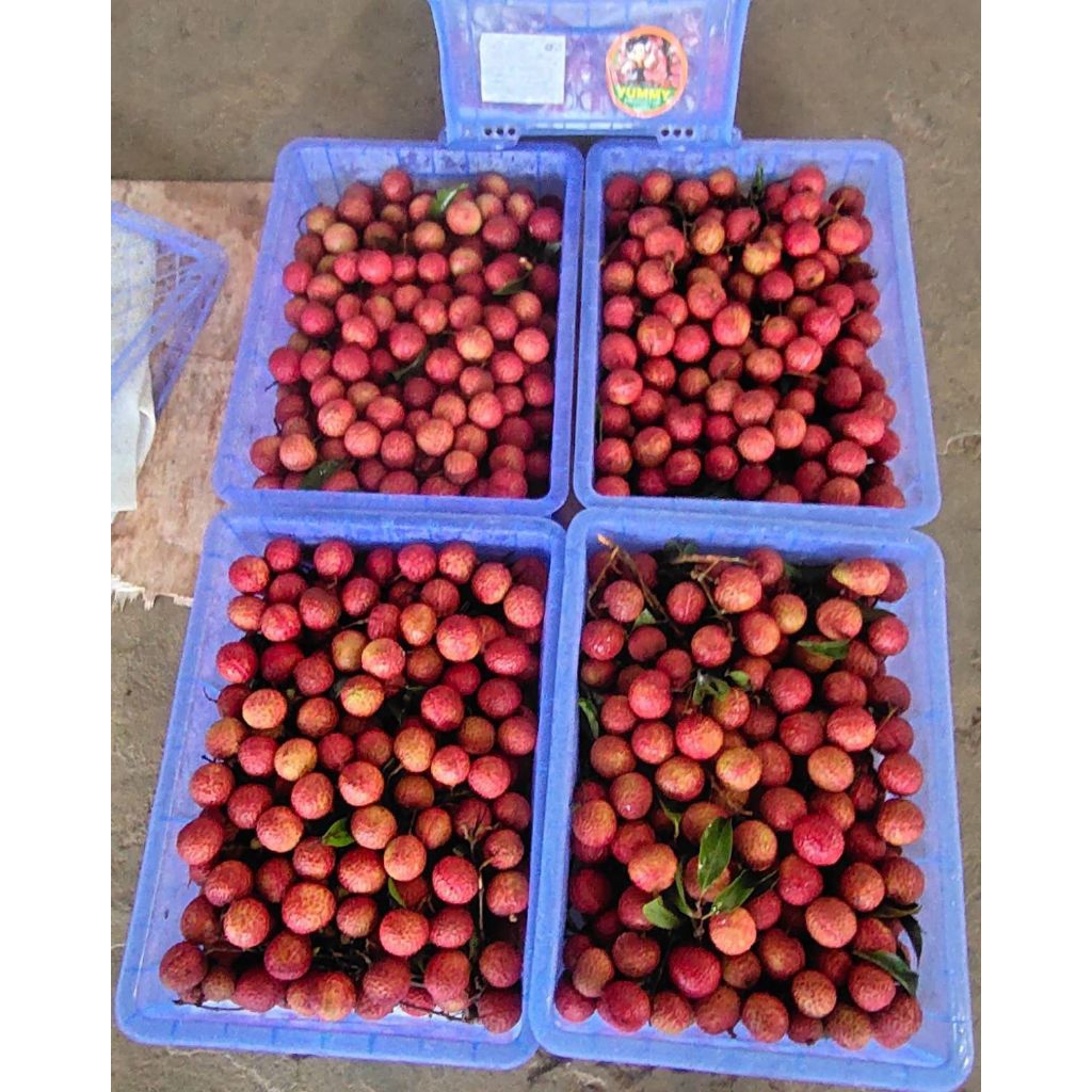

Leci Madu Merah