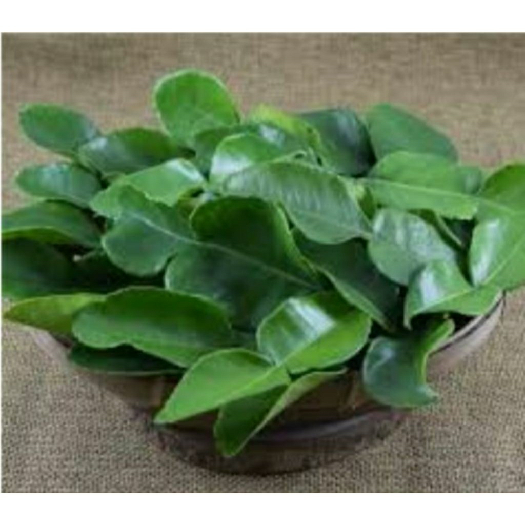 

daun jeruk penyedap rasa makanan isi 25 lembar