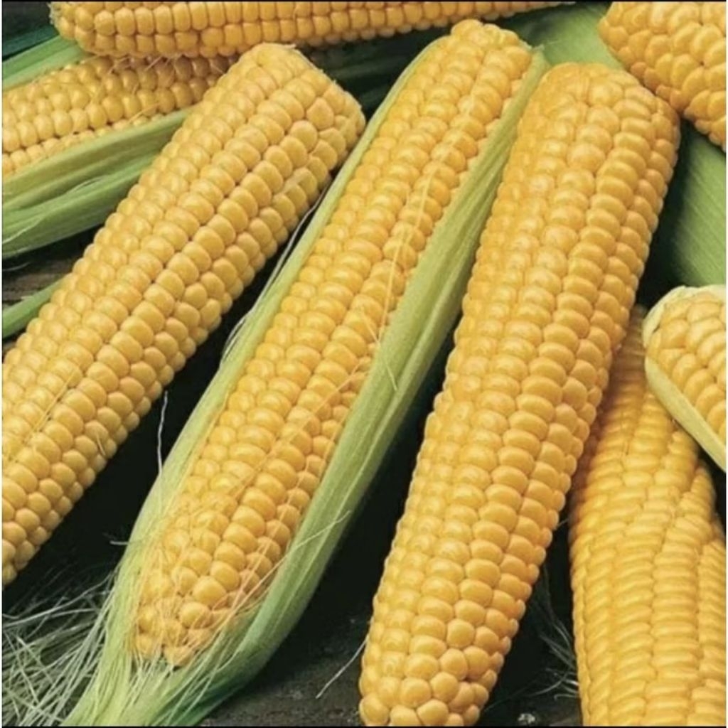 Benih Jagung Manise Manis /Repack