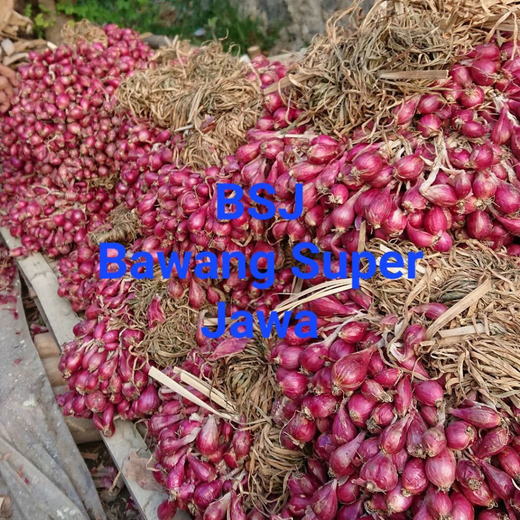 

Bawang Merah Super Termurah Langsung Dari Petani Jawa