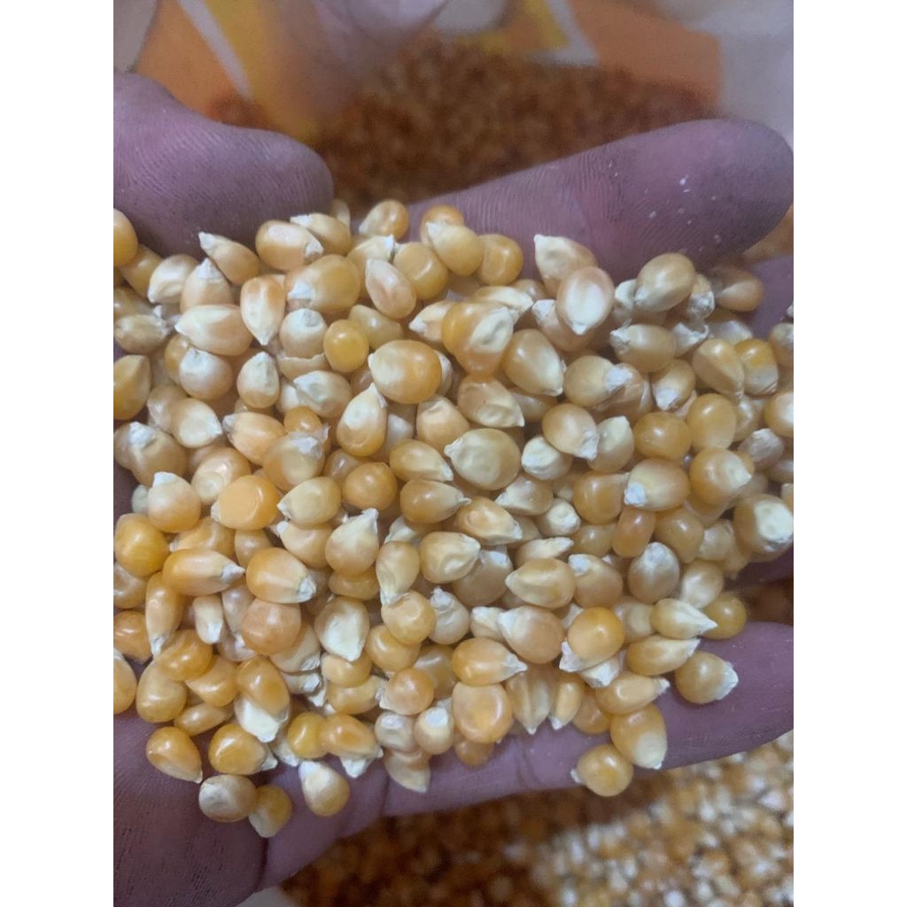

Jagung Popcorn Kemasan 5 kg dan 22,6 kg