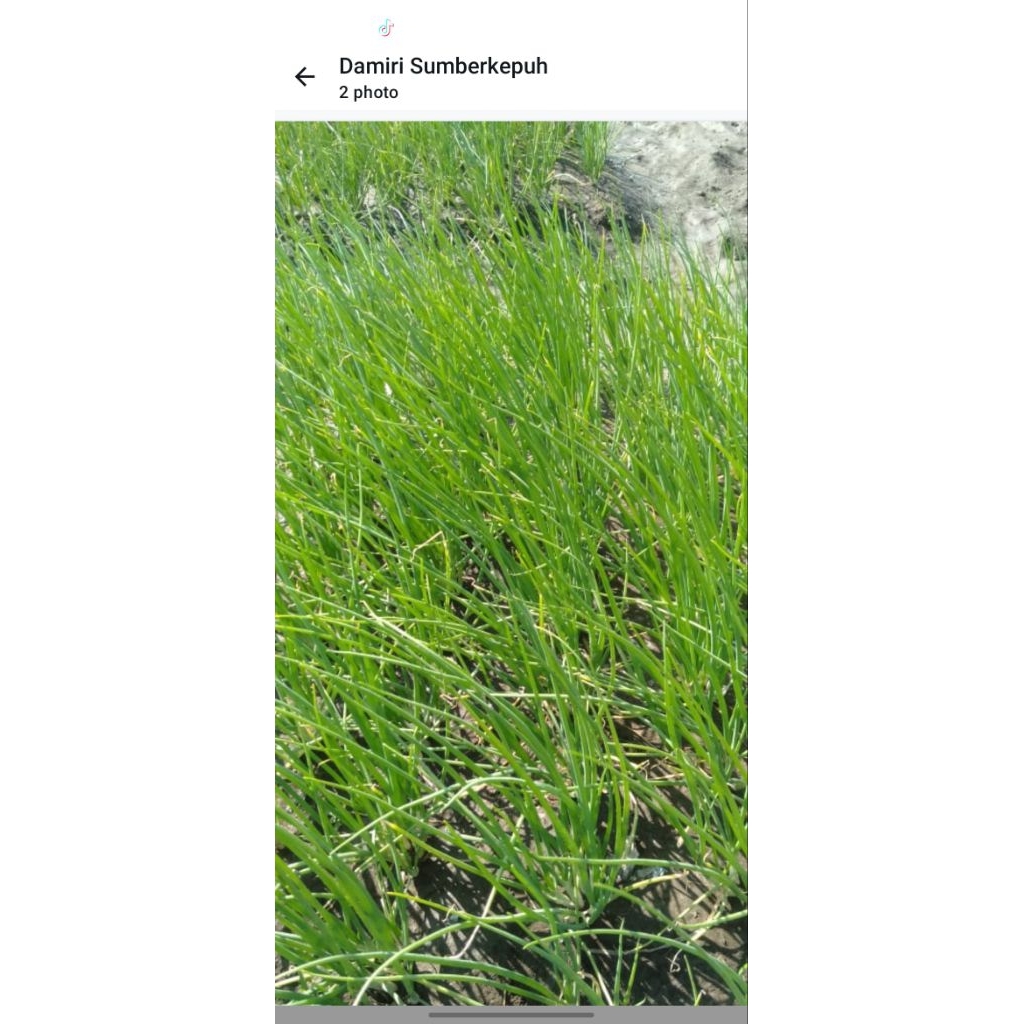 

Daun bawang merah kering 1kg